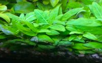 Staurogyne repens - Aquariumpflanze Niedersachsen - Celle Vorschau