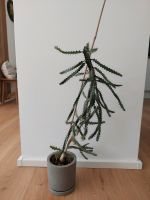 Kaktus 55 cm hoch Essen - Essen-Borbeck Vorschau