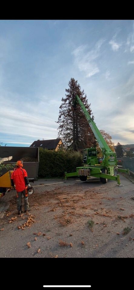 Baumpflege Baumfällung Baumdienst Obstbaumschnitt Baumservice in Chemnitz