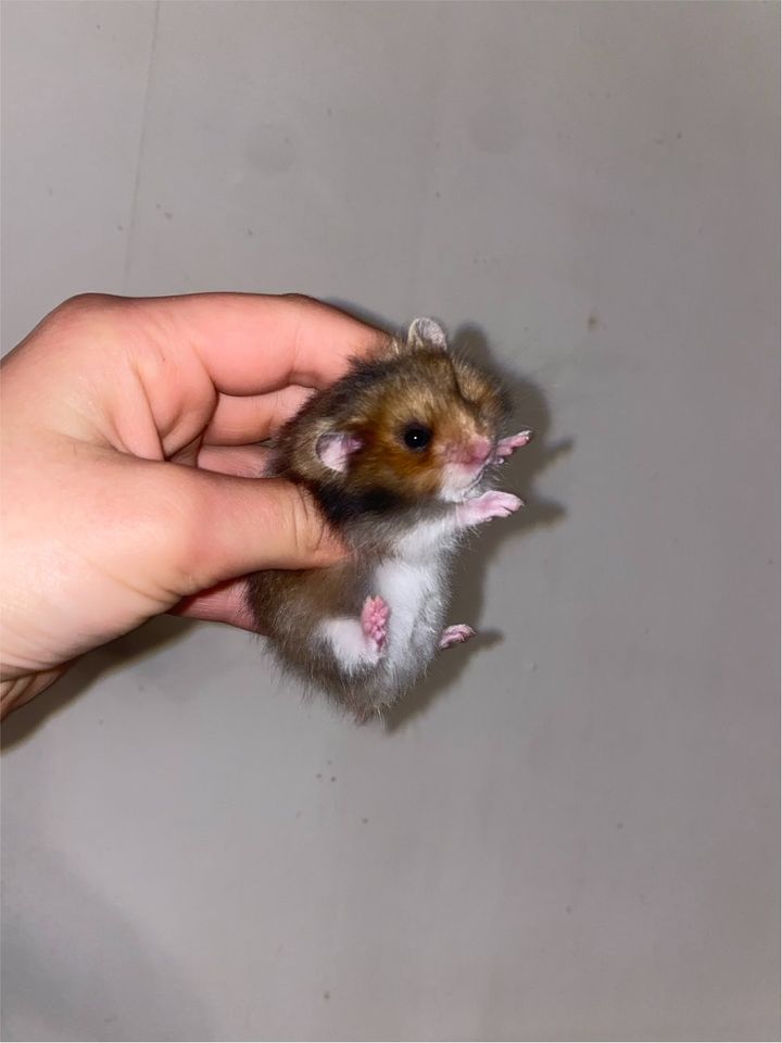 Handzahme Goldhamster / teddyhamster Babys 12 Wochen in Sehnde