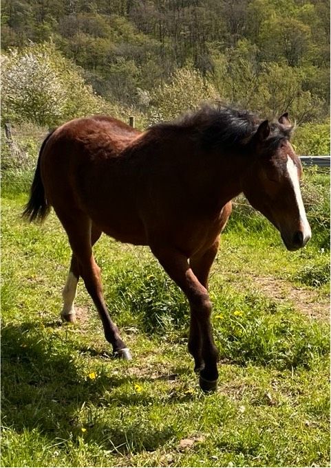Quarter Horse Appaloosa Absetzer Fohlen Stute in Adenau