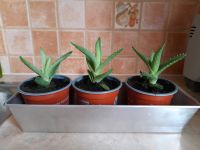 Aloe Vera Pflanzen Sachsen - Mülsen Vorschau