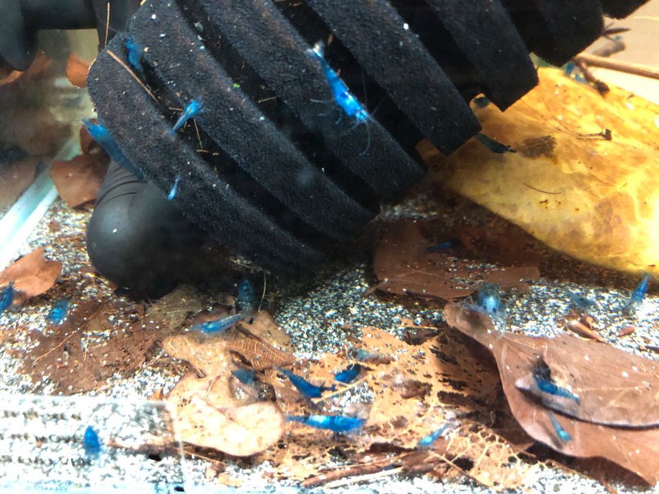 Garnelen Blaue Neocaridina in Nüsttal