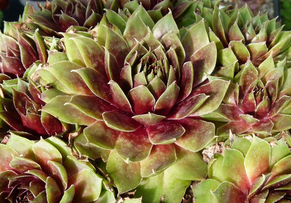 Sempervivum Hauswurz: ÜPaket zB 100 Ableger, tolle Farben+ Sorten in Bad Essen