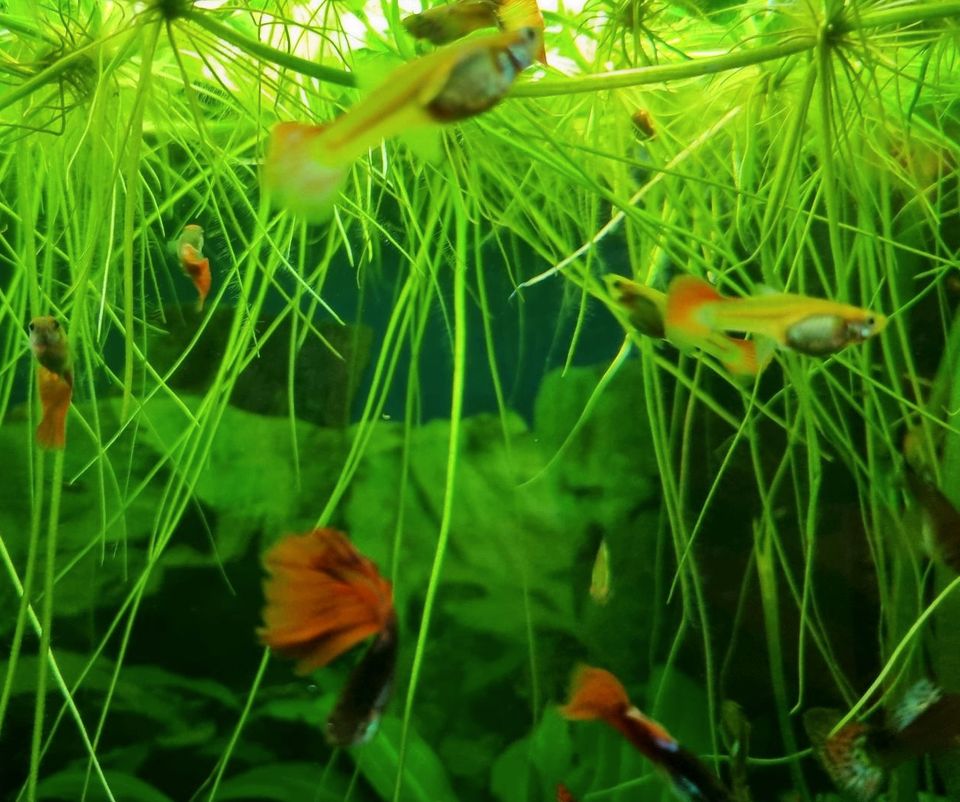 Koi Guppys Männchen Weibchen rot gelb bunt Aquarium Fische in Leipzig