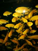 Malawi Labidochromis yellow Niedersachsen - Harsum Vorschau