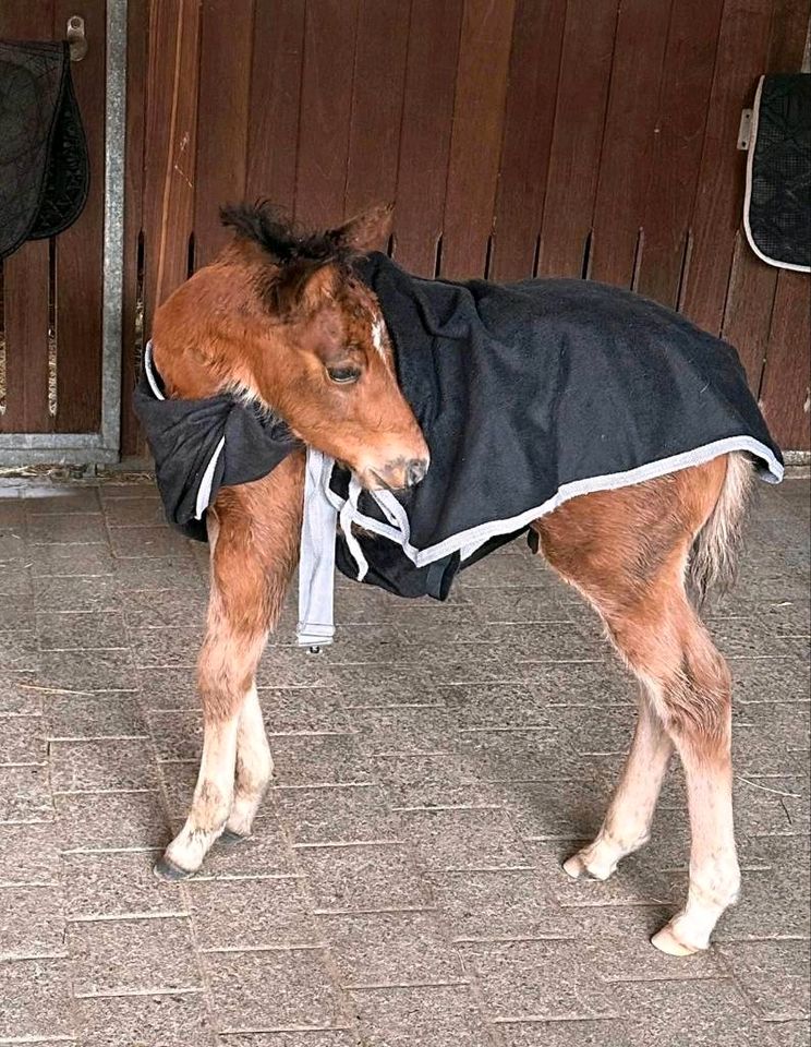 Quarter Horse Fohlen / Reining / Fohlen 2024 in Schweinfurt