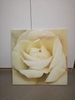 Ikea Bild Leinwand PJÄTTERYD Rose 56 x 56 cm Nordrhein-Westfalen - Greven Vorschau