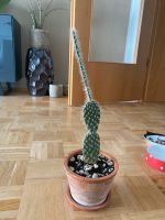 Schöner Kaktus Berlin - Neukölln Vorschau