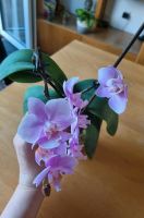 Kleine Orchidee Nordrhein-Westfalen - Krefeld Vorschau