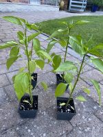 4 Paprika-Pflanzen selbst ausgesät und gepflegt Bayern - Schwandorf Vorschau