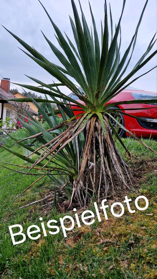 Yucca Gloriosa Palme winterhart (Kerzen-Palmlilie) in Uhingen