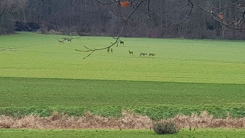 Stellplatz auf der Obstwiese in Petershagen