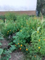 Tagetes Samen aus Permakultur Baden-Württemberg - Bodman-Ludwigshafen Vorschau