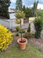 Japanischer Spindelstrauch Pflanze Garten Hannover - Herrenhausen-Stöcken Vorschau