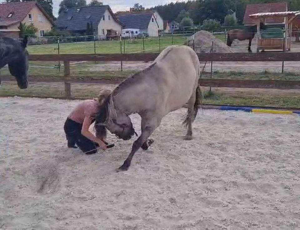 Reitunterricht/ Beritt in Schönwalde-Glien