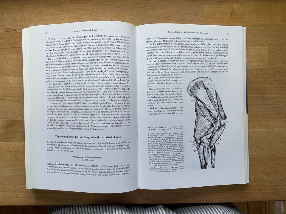 Lehrbuch der Anatomie der Haustiere, Band I: Bewegungsapparat in Alzenau