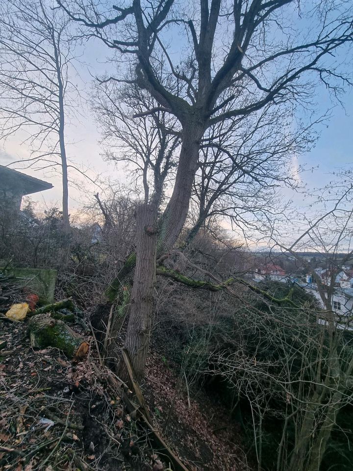 Baumfäller Baum fällen in Melsungen