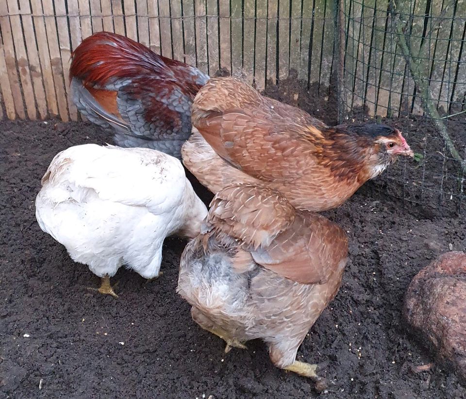 Zwerg Araucana Bruteier Zwergaraucana in Osterholz-Scharmbeck