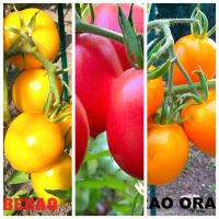 De Barao Mix Gemüsesamen Tomatensamen 50 Samen Niedersachsen - Wolfsburg Vorschau