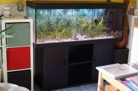 Juwel Rio 400 L Aquarium mit Unterschrank, optionaler Besatz Rheinland-Pfalz - Rümmelsheim Vorschau