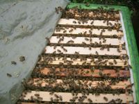Bienenvölker auf DNM zu verkaufen Niedersachsen - Seevetal Vorschau