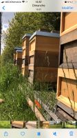 Bienen Ableger 4 bis 6 Rähmchen Zander Liebig Düsseldorf - Friedrichstadt Vorschau