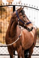 Biete Pflegebeteiligung für mein Pony Nordrhein-Westfalen - Kaarst Vorschau