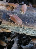 Porcellionides pruinosus Orange,  Kubanische Asseln Nordrhein-Westfalen - Geseke Vorschau