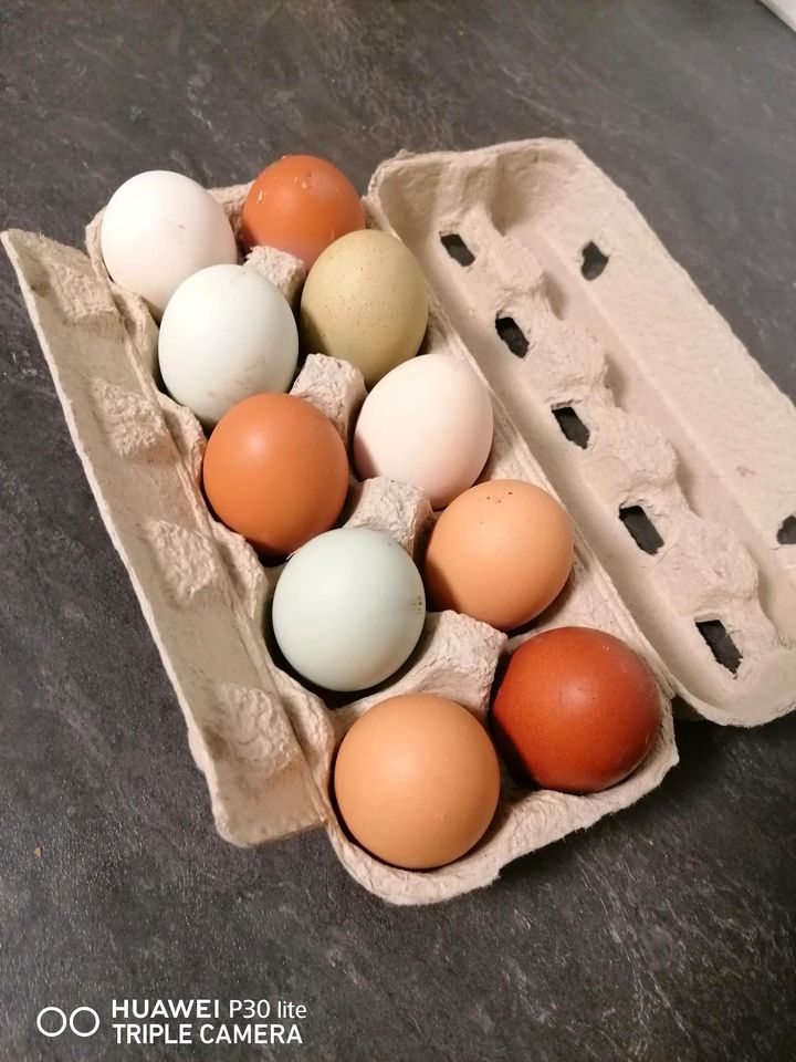 10 Frische Eier in Stockach