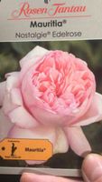8x Nostalgie Rosen, rosa, Mauritia Edelrosen, Niedersachsen - Großenkneten Vorschau