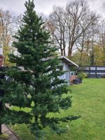 Tannenbaum Nordrhein-Westfalen - Ahlen Vorschau