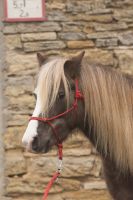 Deutsches Classic Pony, Wallach, 6 Jahre, gefahren Rheinland-Pfalz - Ober-Hilbersheim Vorschau