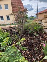 Wildrose Hechtrose / Rotblättrige Rose glauca Bayern - Königsberg i. Bayern Vorschau