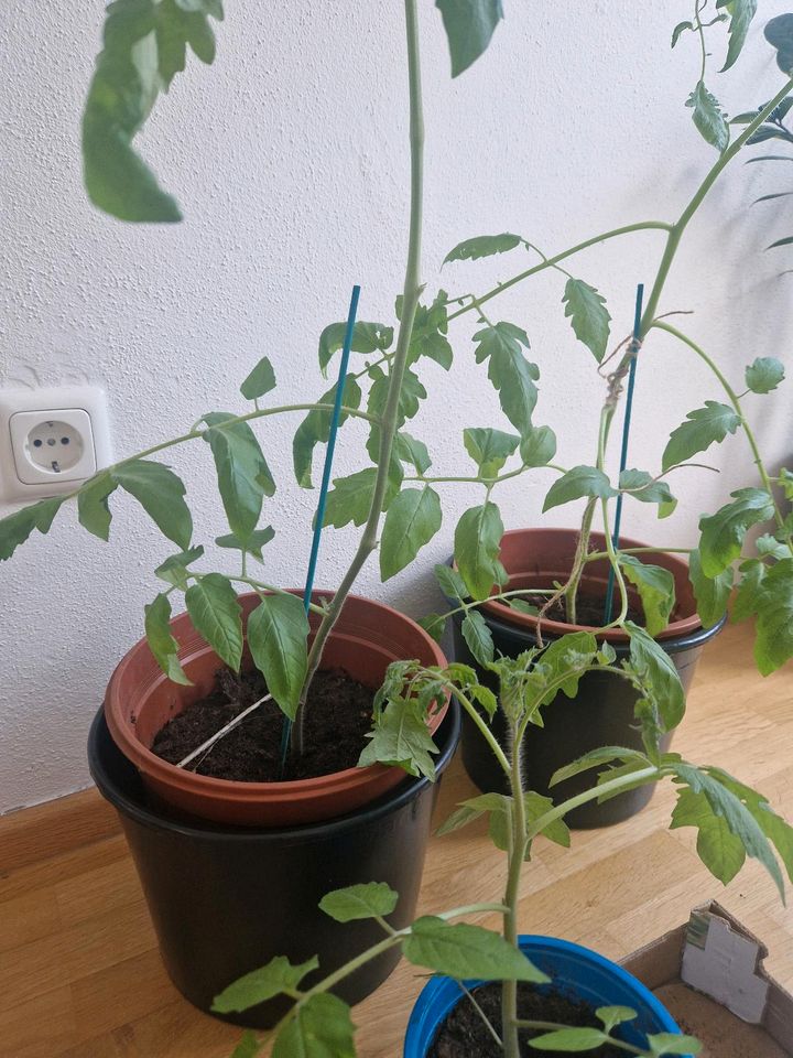 5 Tomatenplanzen aus Platzgründen abzugeben in Günzburg