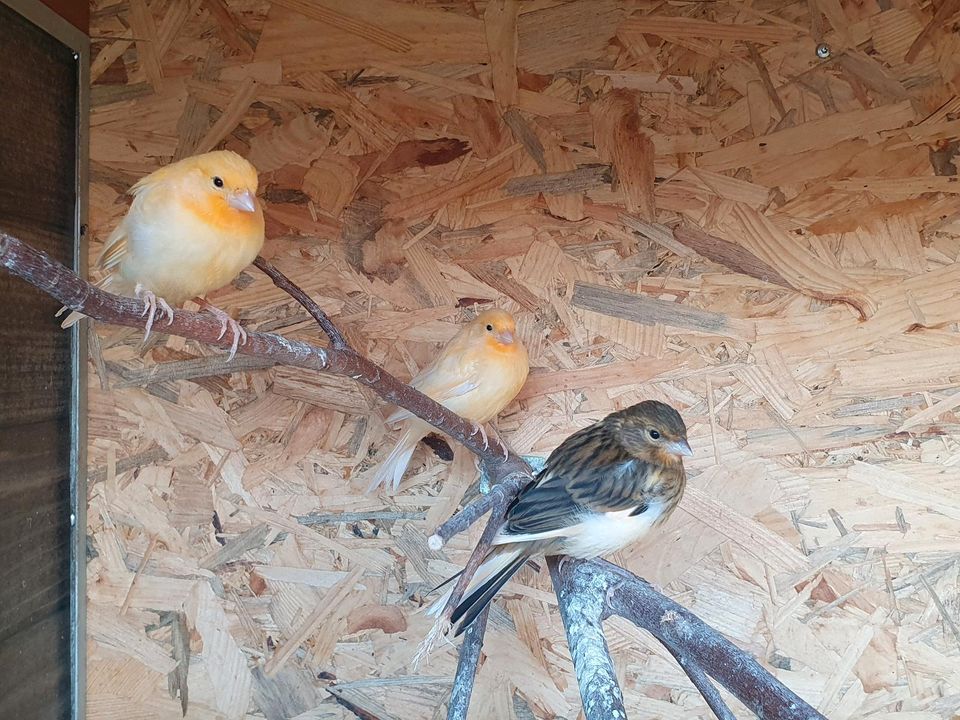 Verkaufe junge Kanarienvögel in Lübben