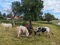 Weideland / Grünland / Landschaftspflege Nordrhein-Westfalen - Jüchen Vorschau