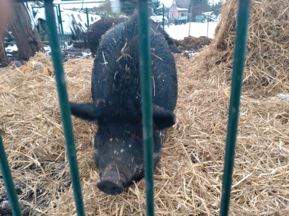 Schwein Zuchtschwein Mastschwein in Mühlberg/Elbe