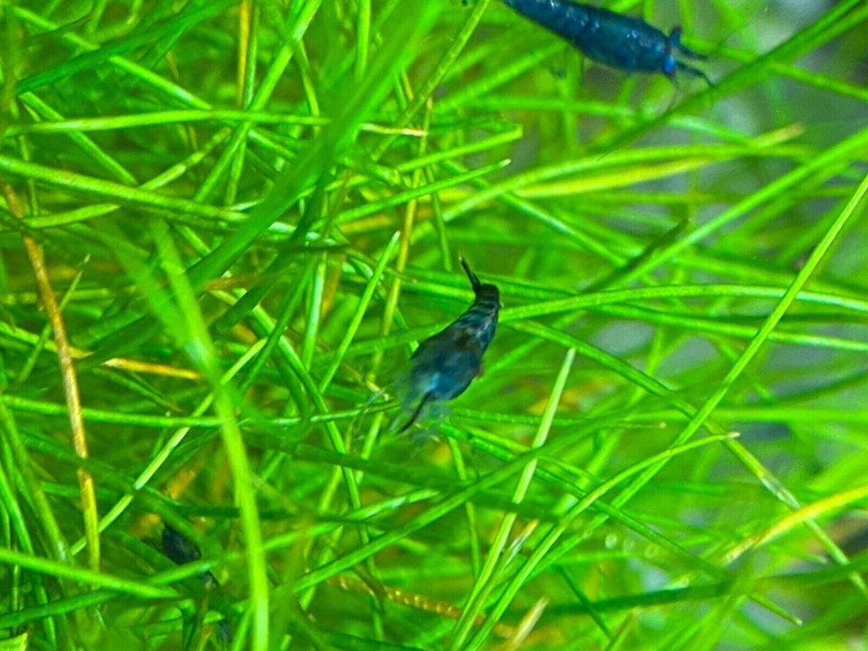 Blue / Black Rili Garnele - Blue Carbon Rili - Neocaridina davidi in Mainz