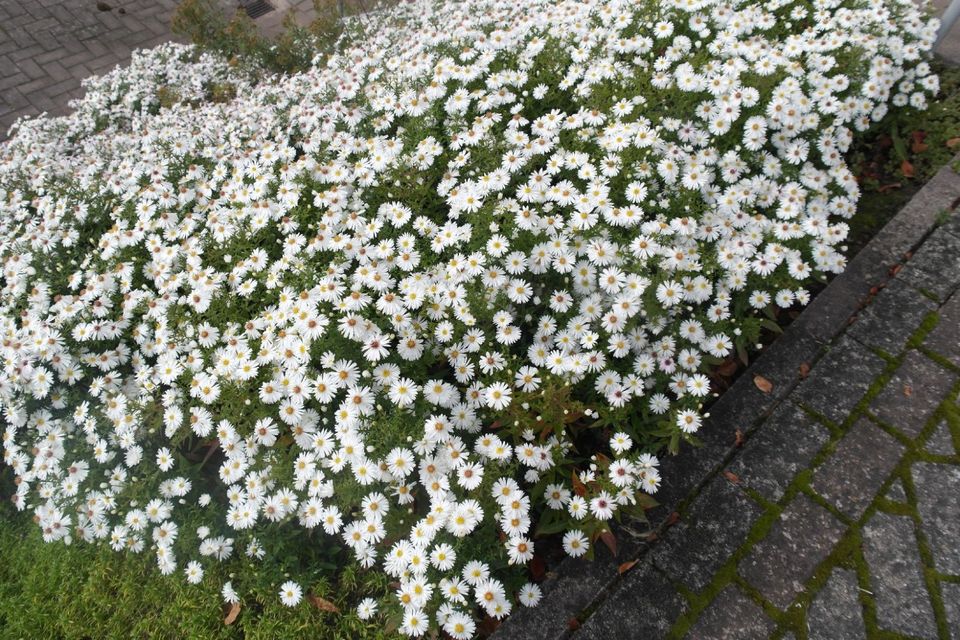 20 versch. Lilien Iris Schwertlilien u. Stauden in Künzell