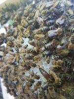 Bienenvölker Carnica Sklenar Baden-Württemberg - Freiburg im Breisgau Vorschau