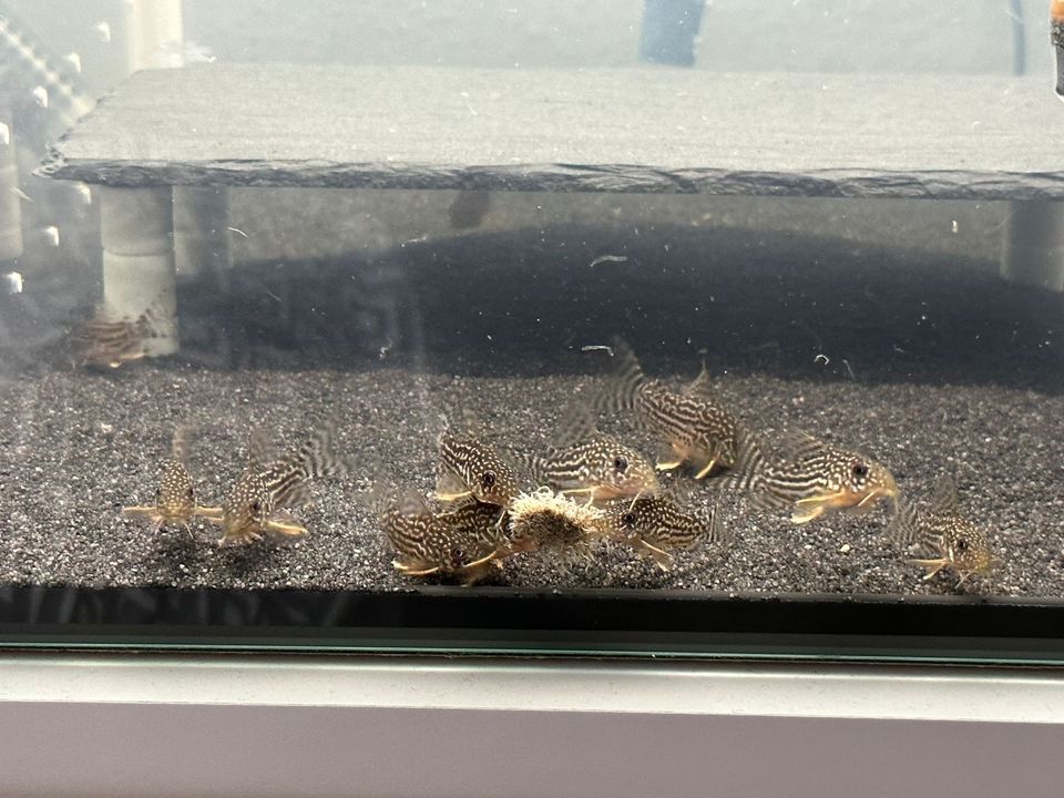 Corydoras Sterbai 4€ in Esslingen