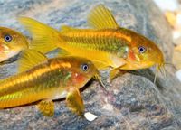 ⭐ Corydoras Gold Strip Panzerwelse aus Liebevoller Zucht - Welse Baden-Württemberg - Bretzfeld Vorschau