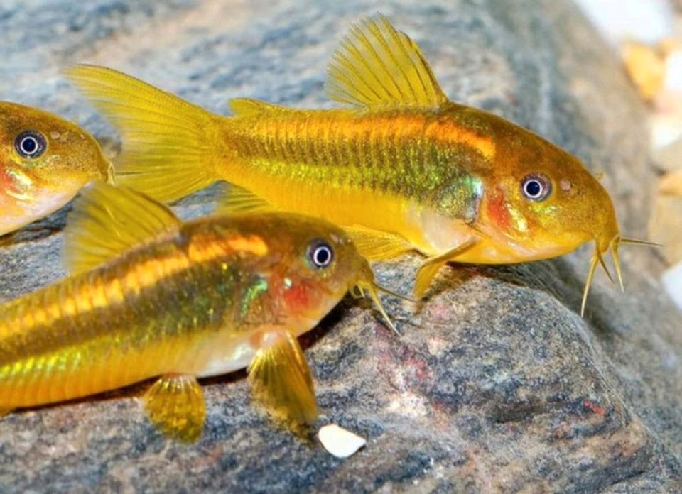 ⭐ Corydoras Gold Strip Panzerwelse aus Liebevoller Zucht - Welse in Bretzfeld