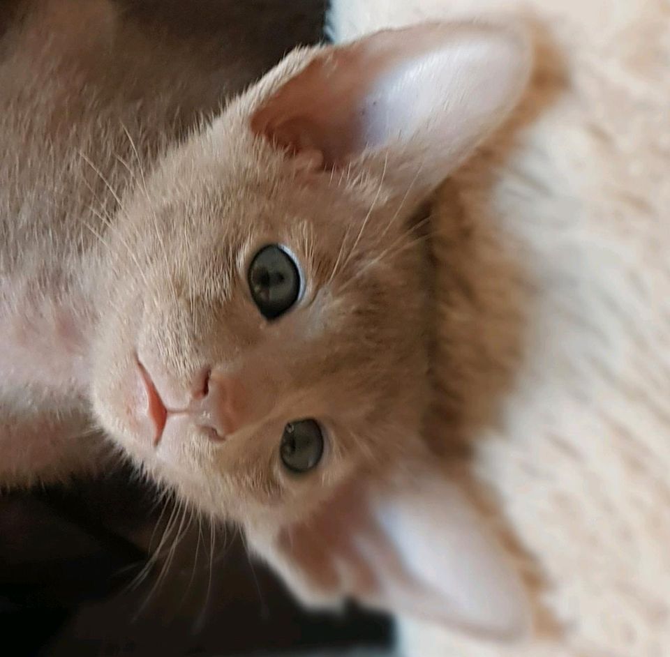 Reinrassige OKH Kitten ♥️ Orientalisch Kurzhaar in Hopsten
