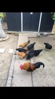 Hühner Hahn Huhn zu verkaufen Nordrhein-Westfalen - Krefeld Vorschau