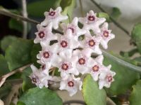 Hoya kanyakumariana - Steckling Baden-Württemberg - Heidelberg Vorschau