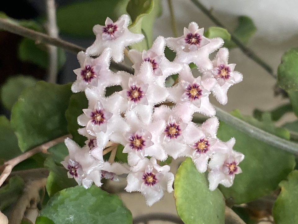 Hoya kanyakumariana - Steckling in Heidelberg