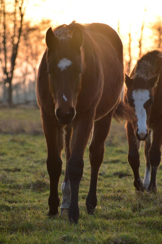 American Quarter Horse, Hengstjährling, Bay in Neustadt (Dosse)