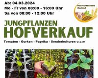 Gemüse - Jungpflanzen 2024 Nordrhein-Westfalen - Heinsberg Vorschau